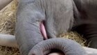Смотритель укладывает слонёнка спать 