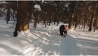 Дрон отвлёк медведя от пробежки