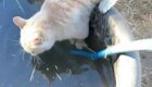 Лошадь подшутила над пьющим воду котом