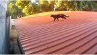 Гуляющий по крыше кот перехитрил своего конкурента