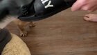 Как отучить собаку грызть обувь