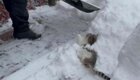 Вредный кот мешает хозяину убирать снег