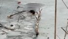 Спасения пса из ледяной воды 