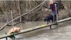 С дороги: пёс спешит на помощь другу