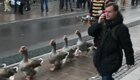 Парад гусей в Дании