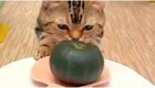 Кот с большим аппетитом поедает тыкву