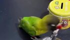 Смышлёный попугай решил заняться уборкой
