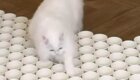 Белый кот и полоса препятствий из стаканчиков