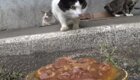 Доставка еды уличным котам