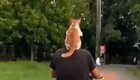 Кот, который обожает кататься на скутере