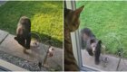 Кот впервые увидел медведя и ненадолго впал в ступор
