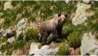 Медведь напал на назойливого туриста в национальном парке
