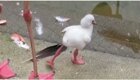 Птенец фламинго учится стоять на одной ноге
