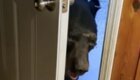 "Закрой, пожалуйста, дверь": женщина прогнала медведя вежливостью