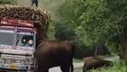 Самый милый налог: водители грузовиков "платят" тростником слонам за проезд