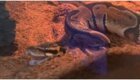 Как змея пускает газы