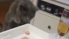 Тщетные попытки кота украсть кусок колбасы