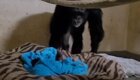 Трогательное воссоединение детеныша шимпанзе с мамой