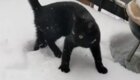 Первое знакомство котёнка со снегом