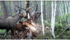 Бабушка, лось и медведь: любопытные кадры, снятые в лесу фотоловушкой