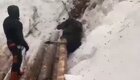 В Якутии рабочие спасли застрявшего под брёвнами лосёнка