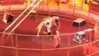 Лев напал на дрессировщика во время представления в сочинском цирке