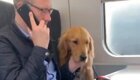 Дружелюбный пёс знакомится с пассажирами поезда