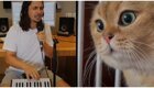Музыкант The Kiffness выпустил новый забавный трек с разговорчивым котом