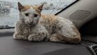 Спасибо, люди: 30 трогательных фото кошек до и после спасения