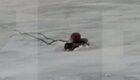Полицейский спас очередного любителя прогулки по тонкому льду