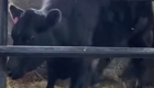 Корова пытается найти своего потерянного телёнка