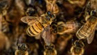 Рой пчёл напал на двух детей в Башкирии
