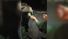 На Камчатке рыбаки умудрились покормить медведя прямо с рук