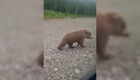 На камчатке шоумен Павел Воля с женой встретились с популярным в соцсетях медведем