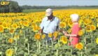 Милота дня: житель Канзаса высадил поле из 1,2 млн подсолнухов и подарил жене на её 50-летие