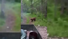В приморском крае рыбаки засняли на видео как кормят медведей