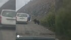 Слабоумие и отвага: мужчина покормил на дороге медведя