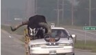 Американец оборудовал автомобиль, чтобы возить огромного быка