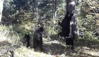 Изящное почёсывание от многодетной медведицы