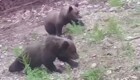 Не поделили «вкусняшку»:  драку двух медвежат засняли в Приамурье