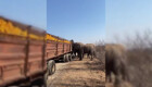 В ЮАР слоны совершили налёт на сломавшуюся фуру с апельсинами