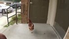 Полицейские арестовали курицу, которая кошмарила американку
