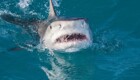 Огромная акула попыталась отнять улов у рыбаков в Австралии