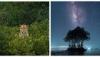 Секреты мангровых лесов: лучшие снимки конкурса Mangrove Photography Awards 2023