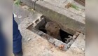 Капибара застряла в канализационном люке