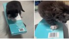Виброкот: котёнок пытается удержаться на коробке