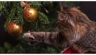 Коты против новогодних елок