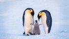 Как императорские пингвины высиживают яйца в −50°С при ураганном ветре Антарктиды