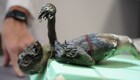 Ученые просканировали мумию японской «русалочки»