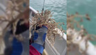 Рыбак поймала странное существо и подумал, что это живой коралл